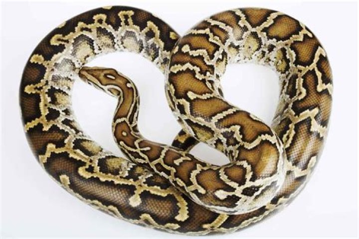 Burmese Python: A Comprehensive Guide to a Majestic Creature