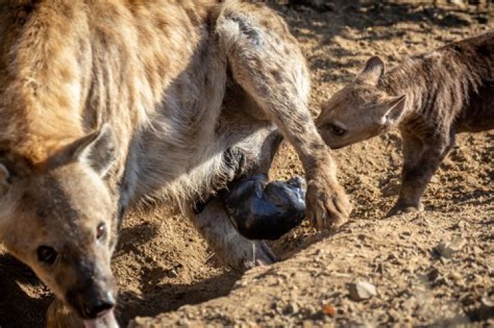 Understanding Hyena Birth: A Comprehensive Guide
