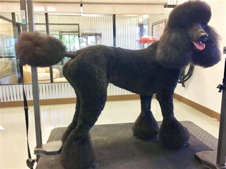 Miami Poodle Clip: A Chic Style for Poodles